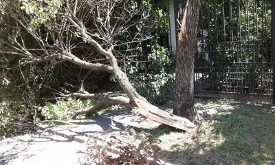 Que retiren el árbol derribado y coloquen otro similar en el mismo lugar