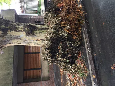 Retirar ramas de arboles de la puerta de mi domicilio