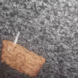 Me vino una especie de plastico en una galletita