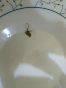 Insecto disecado encontrado en el paquete