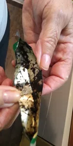 Hongos en una salsa!