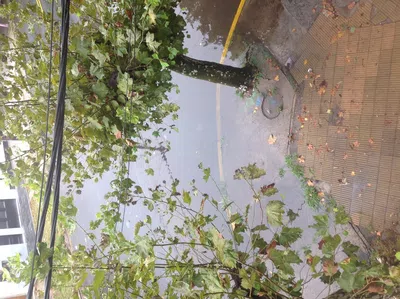 Desagüe y poda por obstrucion de cables
