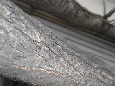 Troncos del árbol de la vereda comprometen la estructura edilicia y a ponen en r