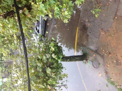 Desagüe urgente y poda por obstrucción de cables