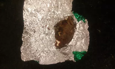 Gusano blanco en medallon de menta