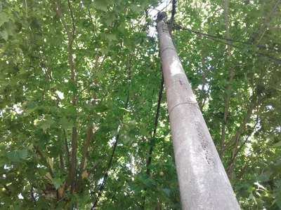 Arbol peligroso..que se hace con los impuestos