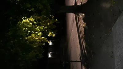 Las ramas del árbol tapan la luz del alumbrado y mi casa queda totalmente oscura