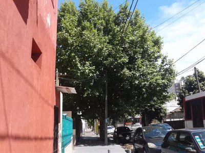 El trámite del arbolito