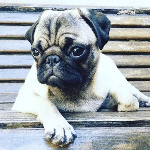 Yorkmaltcan no/ mueren los cachorros