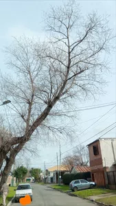 Poda de árboles