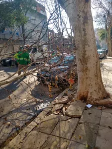 Daños y perjuicios por una rama de arbol sobre auto - reclamo a ingepoda