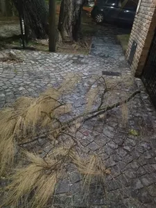 Reclamo de poda de pino urgente