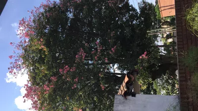 Q tal el problema es por l poda de un gran árbol q supera cables alta tensión