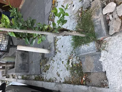 Vereda rota