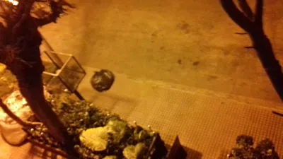 El que junta las bolsas nos putea