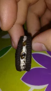 Bichos en todas las masitas