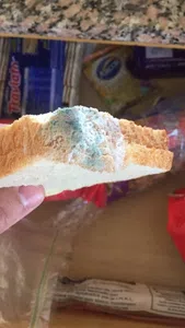 Pan con hongos