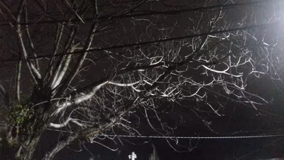 Ramas enredadas en los cables