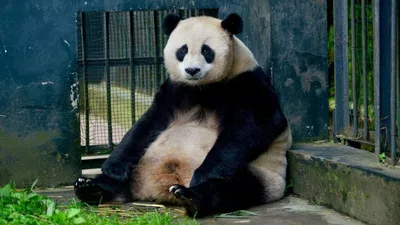 Me quitaron mi panda cafe