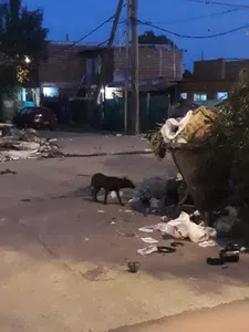 Cambio urgente de containers x riezgo de hantavirus  o cancer