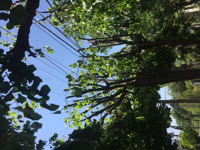 Poda (destrucción) de árboles en pleno calor