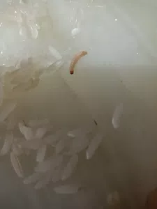 Gusano en arroz
