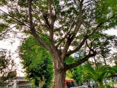 Poda de un arbol