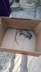 Cambien el sistema de recoleccion basura multen controlen!!